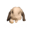 うさぎさん 第1弾（個別スタンプ：13）