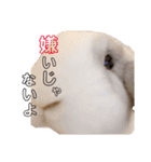 うさぎさん 第1弾（個別スタンプ：14）
