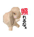うさぎさん 第1弾（個別スタンプ：15）