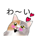 三毛猫さん 其の壱（個別スタンプ：4）