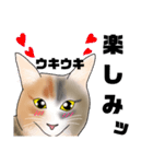 三毛猫さん 其の壱（個別スタンプ：6）