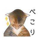 三毛猫さん 其の壱（個別スタンプ：8）