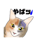 三毛猫さん 其の壱（個別スタンプ：14）