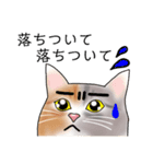 三毛猫さん 其の壱（個別スタンプ：16）