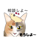 三毛猫さん 其の壱（個別スタンプ：25）