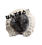 猫うららとぼやっき〜（個別スタンプ：1）