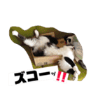 猫うららとぼやっき〜（個別スタンプ：3）