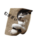 猫うららとぼやっき〜（個別スタンプ：4）