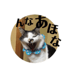 猫うららとぼやっき〜（個別スタンプ：6）