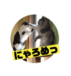 猫うららとぼやっき〜（個別スタンプ：7）