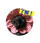 猫うららとぼやっき〜（個別スタンプ：8）