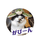 猫うららとぼやっき〜（個別スタンプ：9）