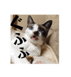 猫うららとぼやっき〜（個別スタンプ：10）