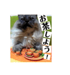 猫うららとぼやっき〜（個別スタンプ：11）