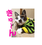 猫うららとぼやっき〜（個別スタンプ：12）