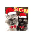猫うららとぼやっき〜（個別スタンプ：13）