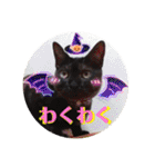猫うららとぼやっき〜（個別スタンプ：14）