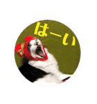 猫うららとぼやっき〜（個別スタンプ：15）