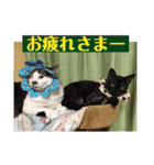 猫うららとぼやっき〜（個別スタンプ：16）