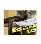 猫うららとぼやっき〜（個別スタンプ：17）