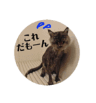 猫うららとぼやっき〜（個別スタンプ：18）