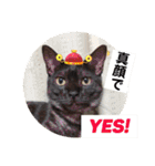 猫うららとぼやっき〜（個別スタンプ：21）