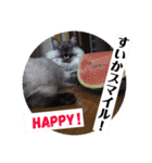 猫うららとぼやっき〜（個別スタンプ：23）