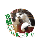 猫うららとぼやっき〜（個別スタンプ：27）