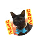 猫うららとぼやっき〜（個別スタンプ：28）