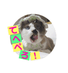猫うららとぼやっき〜（個別スタンプ：31）