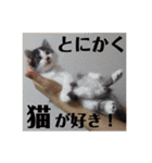 猫うららとぼやっき〜（個別スタンプ：33）