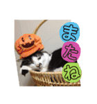 猫うららとぼやっき〜（個別スタンプ：34）