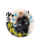 猫うららとぼやっき〜（個別スタンプ：36）