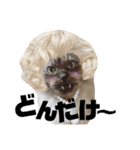 猫うららとぼやっき〜（個別スタンプ：37）