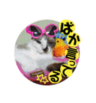 猫うららとぼやっき〜（個別スタンプ：38）