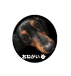 愛犬の挨拶  ⑧（個別スタンプ：6）