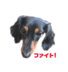 愛犬の挨拶  ⑧（個別スタンプ：14）