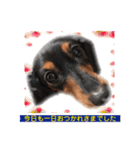 愛犬の挨拶  ⑧（個別スタンプ：15）