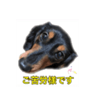 愛犬の挨拶  ⑧（個別スタンプ：24）