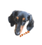 愛犬の挨拶  ⑧（個別スタンプ：30）