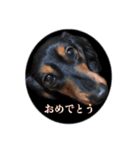 愛犬の挨拶  ⑧（個別スタンプ：32）