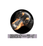 愛犬の挨拶  ⑧（個別スタンプ：33）