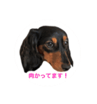 愛犬の挨拶  ⑧（個別スタンプ：35）