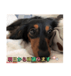 愛犬の挨拶  ⑧（個別スタンプ：37）