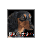 愛犬の挨拶  ⑧（個別スタンプ：38）