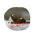 もうだめだぽ(動物)（個別スタンプ：1）