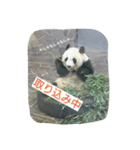 もうだめだぽ(動物)（個別スタンプ：2）