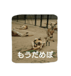 もうだめだぽ(動物)（個別スタンプ：3）
