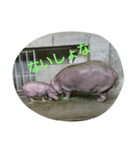もうだめだぽ(動物)（個別スタンプ：5）