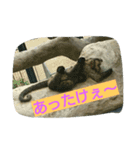もうだめだぽ(動物)（個別スタンプ：6）